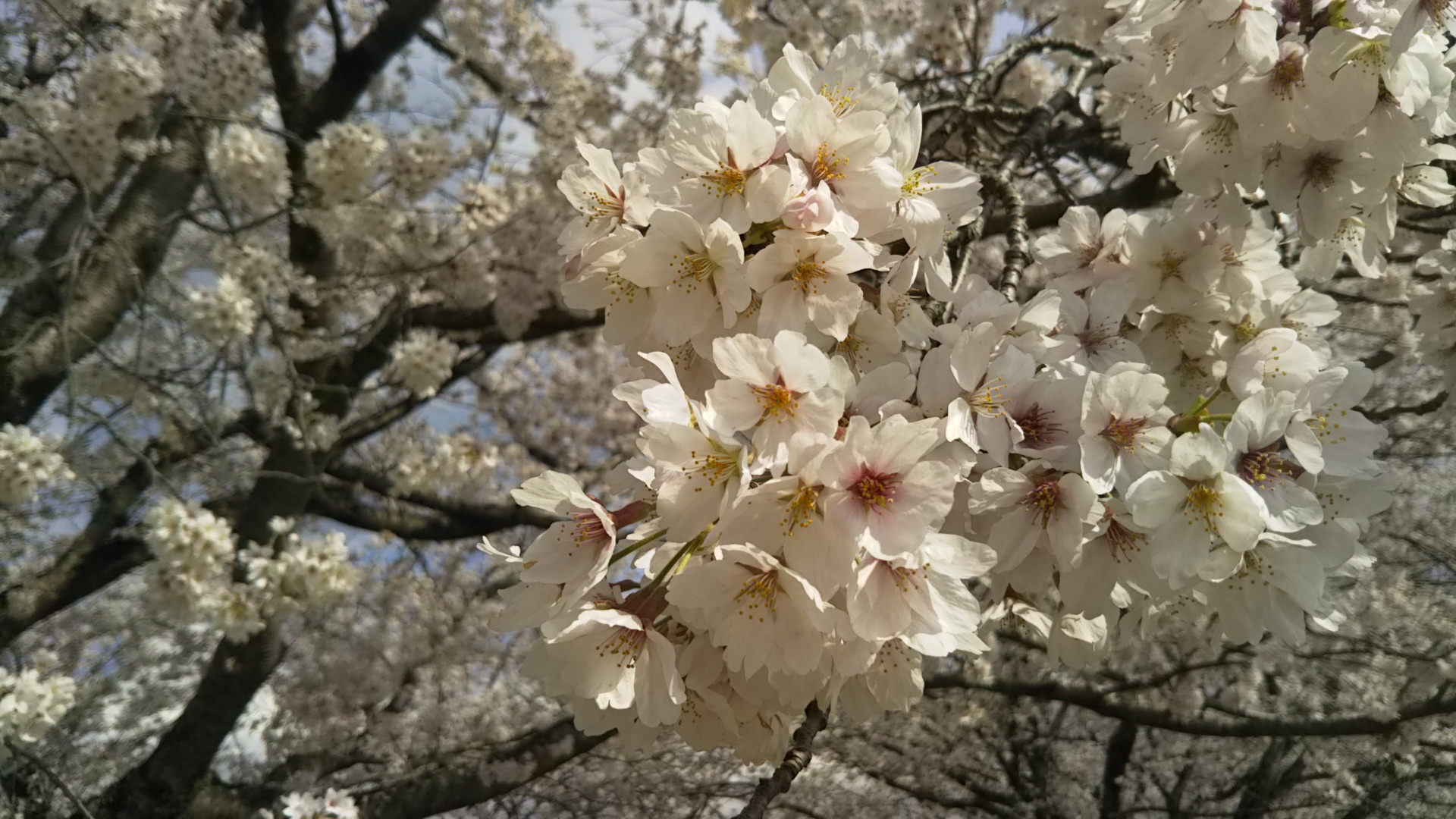 nakayosi